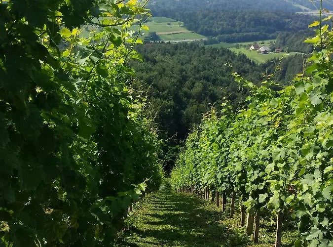 Vineyard Paradise Senica Kır Evi